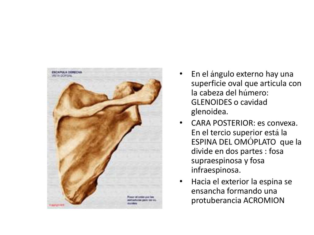 protuberancia humero